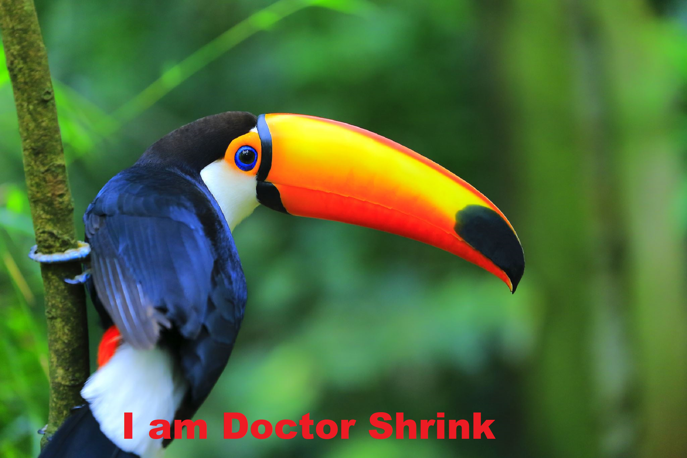 I am Doctor Shrink Cover Art